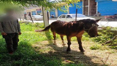 horse in quarantine