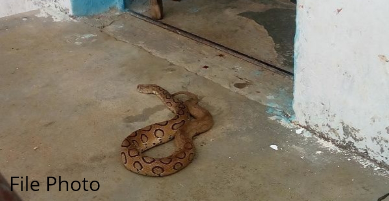 Snakes are roaming in Quarantine Center of Bengal