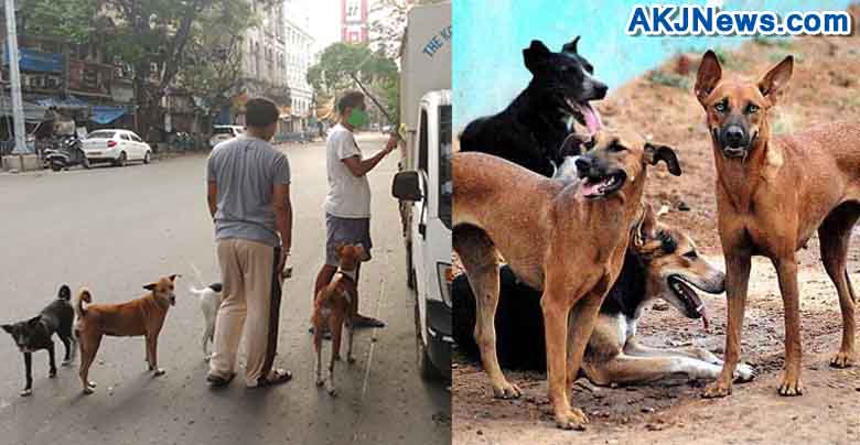Some people came forward to help the stray dogs