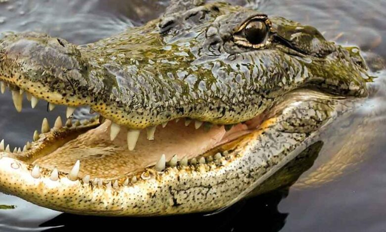 crocodile-seen-in-madhyapradesh