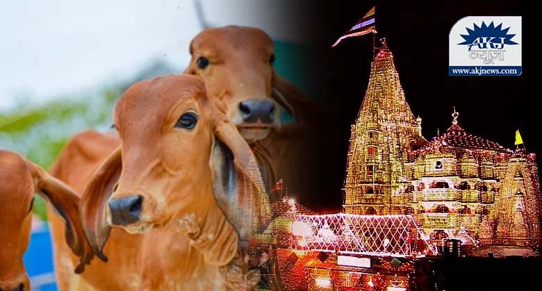 Dwarkadhish temple opened at midnight for the first time for 25 cows