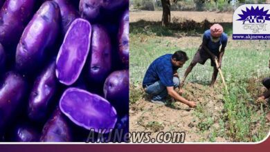 Black Potato Farming in Bihar