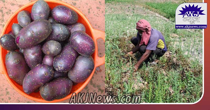 Black Potato Farming in Bihar