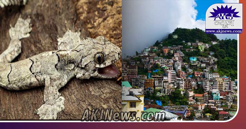  New species of flying gecko found in Mizoram