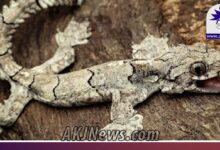 New species of flying gecko named Gekko mizoramensis found in Mizoram