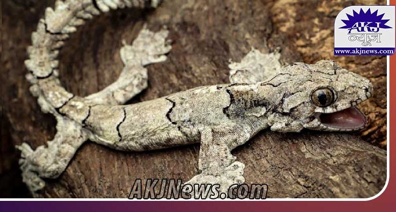 New species of flying gecko named Gekko mizoramensis found in Mizoram