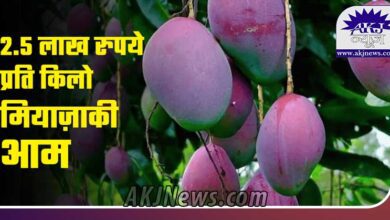 miyazaki mango price in India