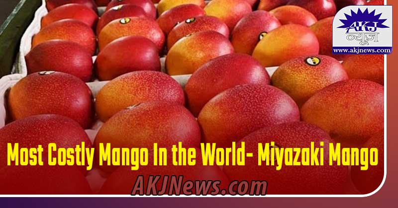  miyazaki mango price